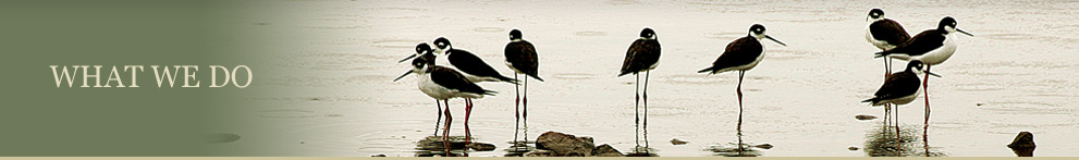 What We Do Title With Picture of Long Legged Birds